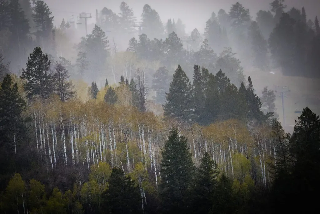 Pitkin County Imposes Stage 1 Fire Restrictions Amid Paradise Creek ...